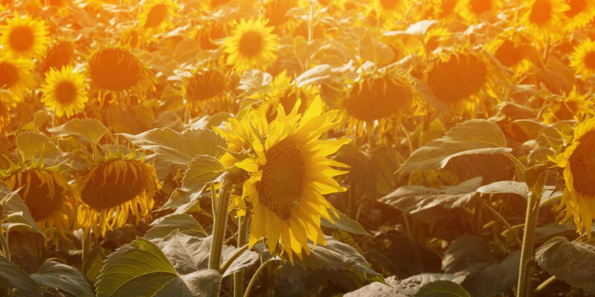 The Best Sugar Daddy Sites Of 2023: A Comprehensive Information